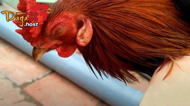 Gà Tử Mị 