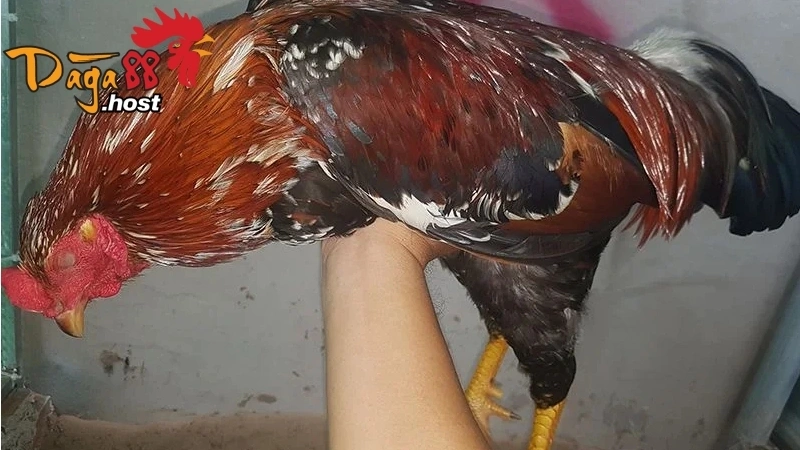 Gà Tử Mị 
