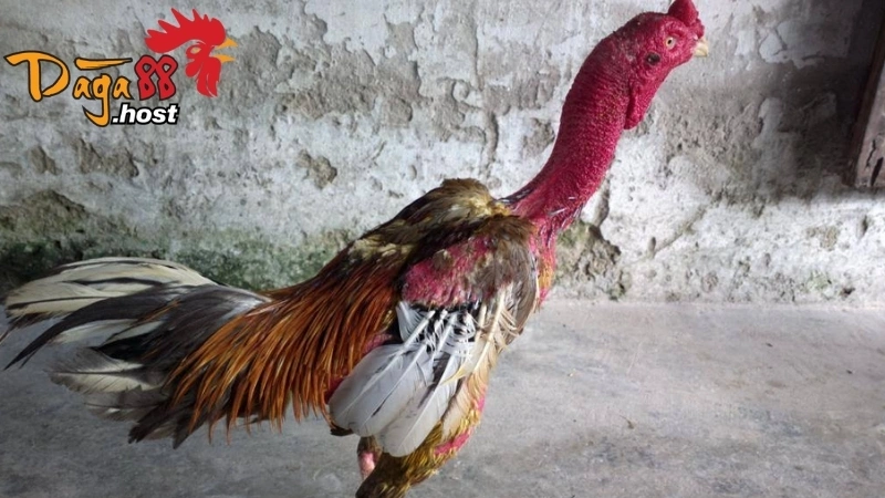 Thần Kê Đoản Lưỡi 