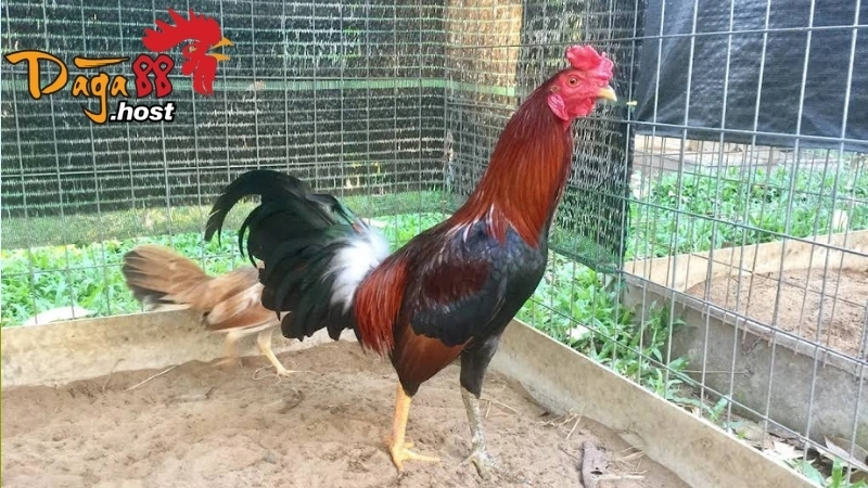 Thần Kê Đoản Lưỡi 
